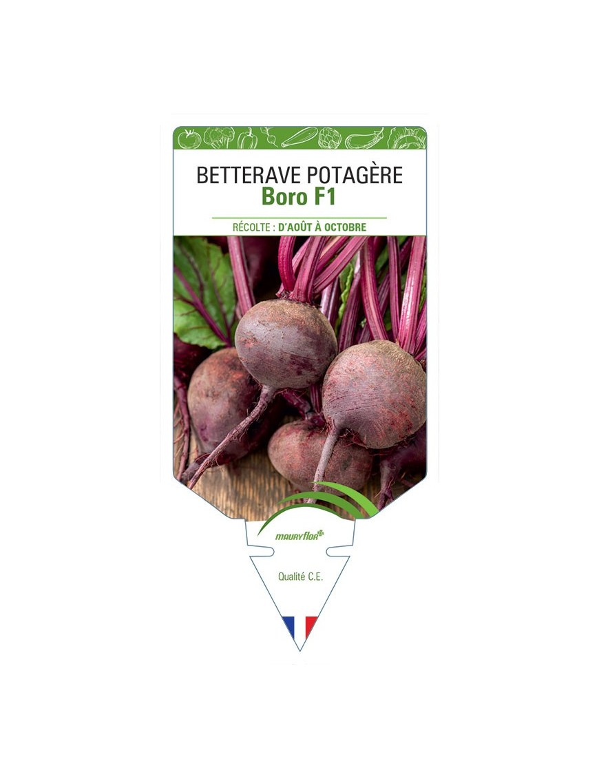 BETTERAVE POTAGERE BORO F1