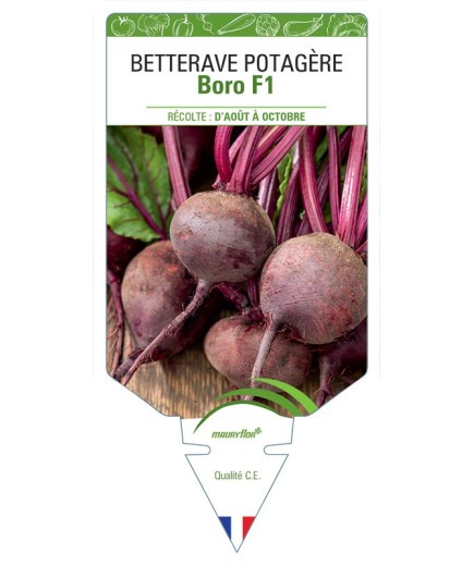 BETTERAVE POTAGERE BORO F1