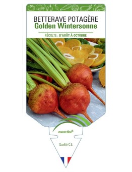 BETTERAVE POTAGERE GOLDEN WINTERSONNE