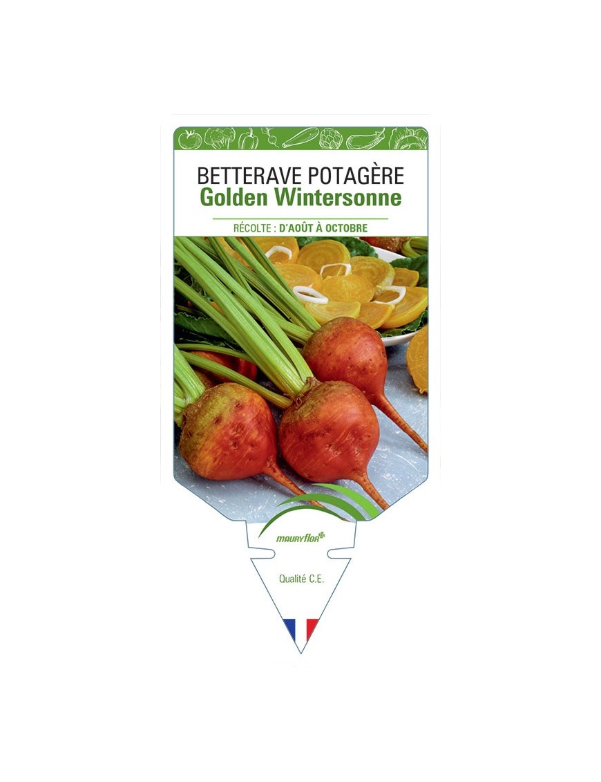 BETTERAVE POTAGERE GOLDEN WINTERSONNE