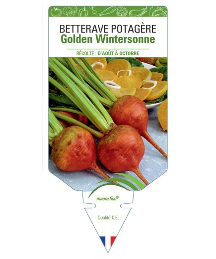 BETTERAVE POTAGERE GOLDEN WINTERSONNE