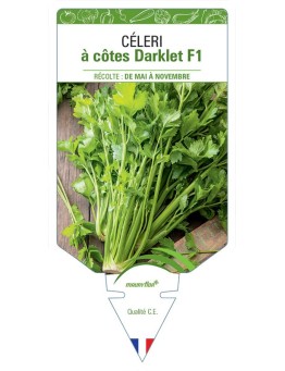 CELERI à côtes Darklet F1