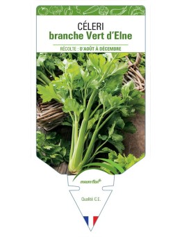 CELERI BRANCHE VERT D’ELNE
