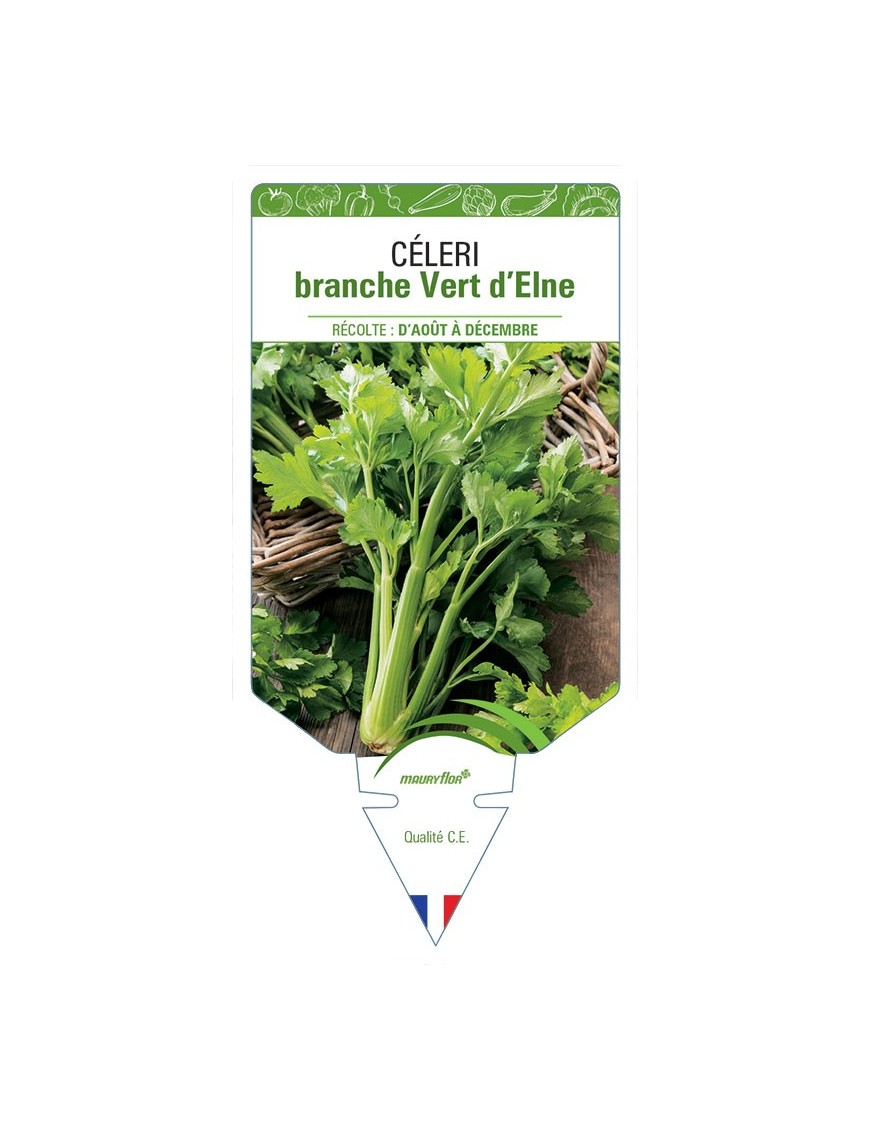 CELERI BRANCHE VERT D’ELNE