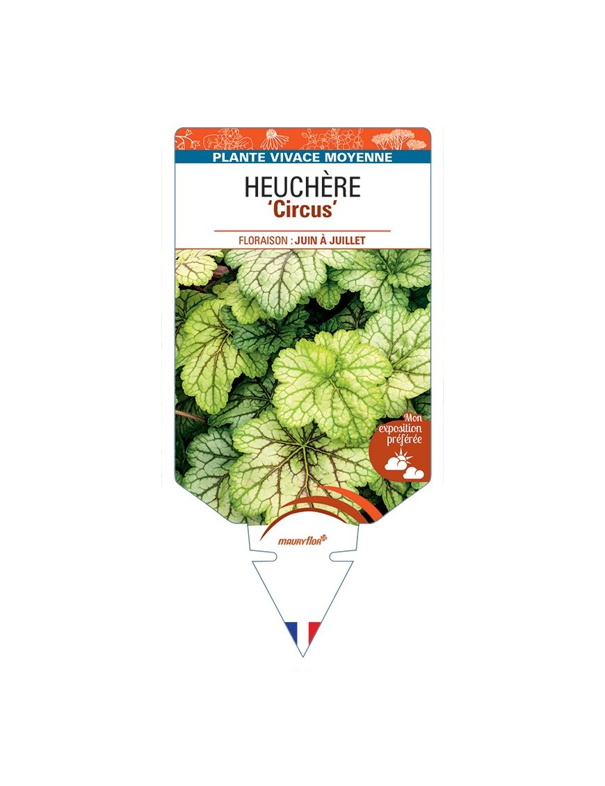 HEUCHERA Circus