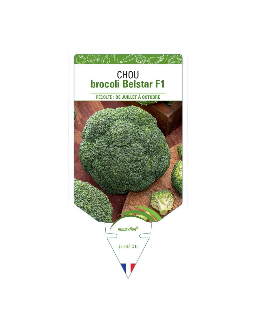 CHOU BROCOLI BELSTAR F1