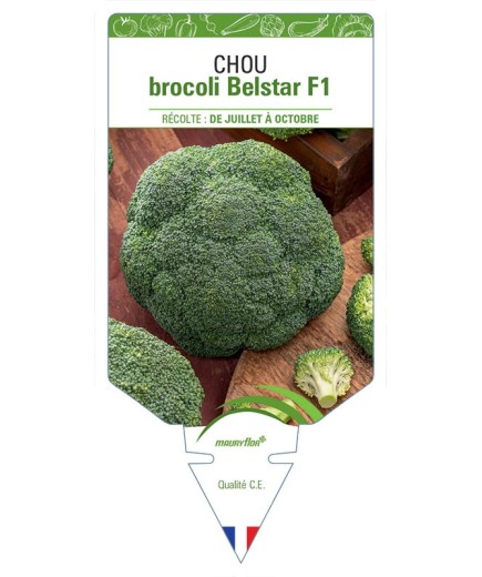 CHOU BROCOLI BELSTAR F1