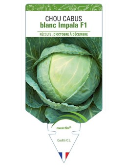 CHOU CABUS BLANC IMPALA F1