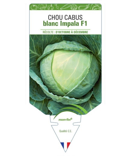 CHOU CABUS BLANC IMPALA F1