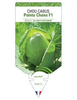 CHOU CABUS POINTU CHANA F1