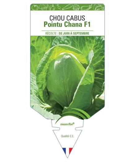 CHOU CABUS POINTU CHANA F1