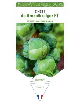 CHOU DE BRUXELLES IGOR F1