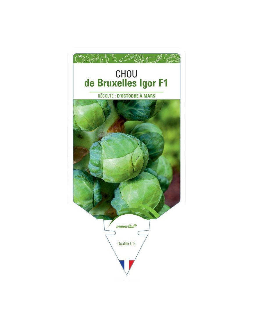 CHOU DE BRUXELLES IGOR F1