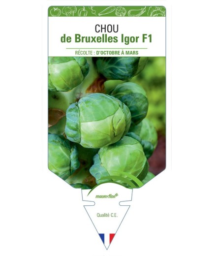 CHOU DE BRUXELLES IGOR F1