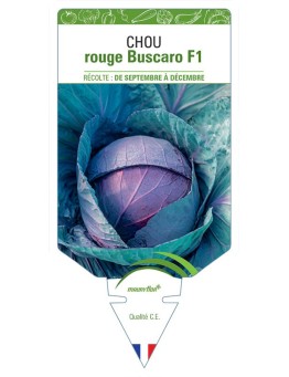 CHOU ROUGE BUSCARO F1