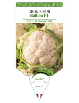 CHOU-FLEUR BALBOA F1