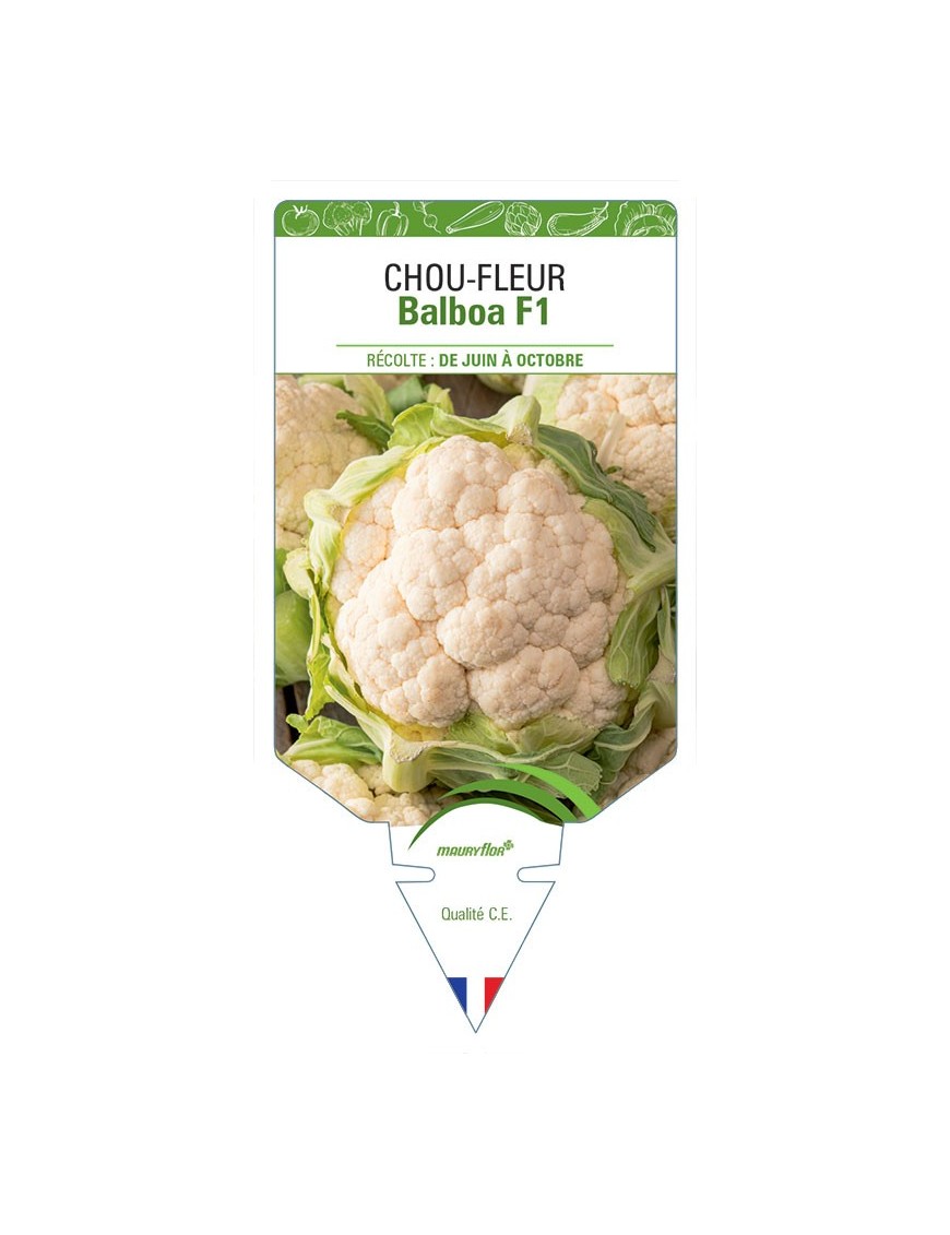 CHOU-FLEUR BALBOA F1