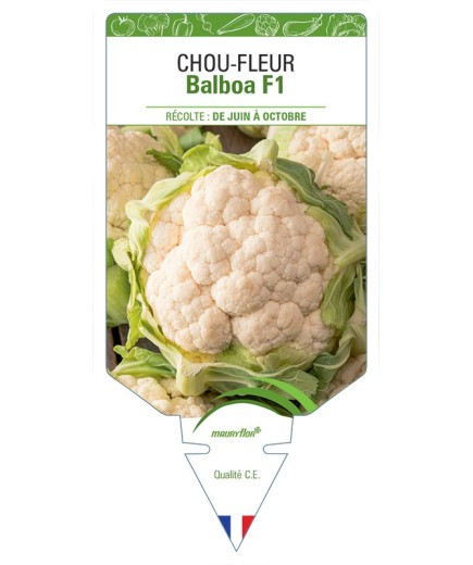 CHOU-FLEUR BALBOA F1