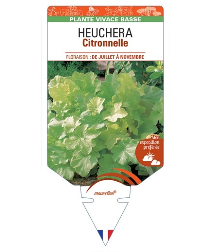 HEUCHERA Citronnelle