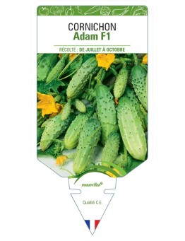 CORNICHON ADAM F1