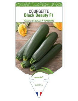 COURGETTE BLACK BEAUTY F1