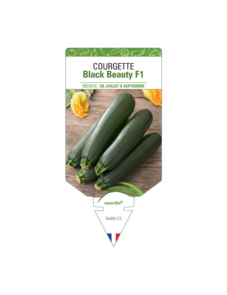 COURGETTE BLACK BEAUTY F1
