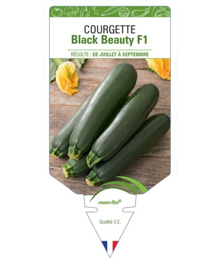 COURGETTE BLACK BEAUTY F1