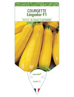 COURGETTE LINGODOR F1