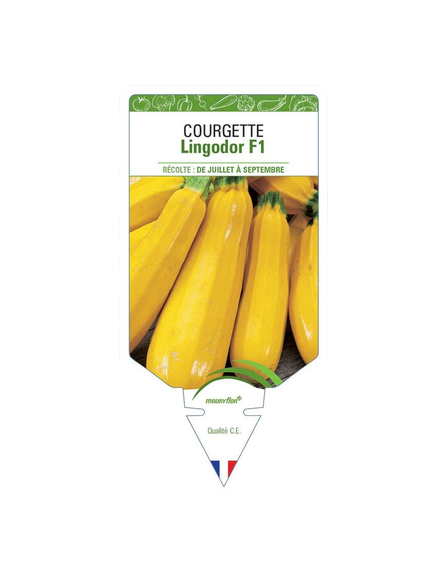 COURGETTE LINGODOR F1