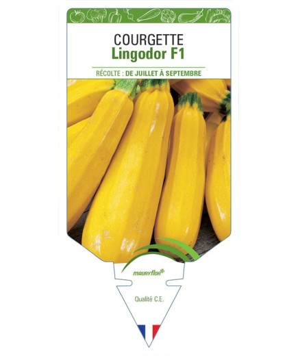 COURGETTE LINGODOR F1