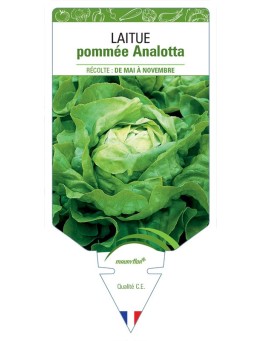 LAITUE POMMEE ANALOTTA