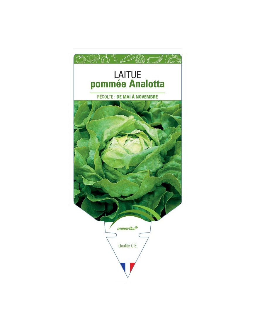 LAITUE POMMEE ANALOTTA