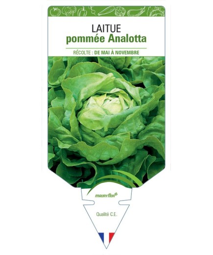 LAITUE POMMEE ANALOTTA