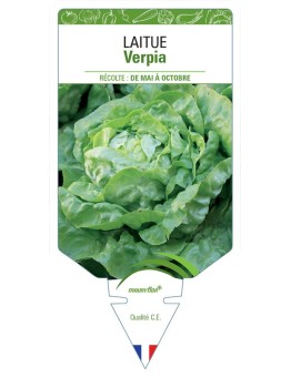 LAITUE (POMMÉE) VERPIA