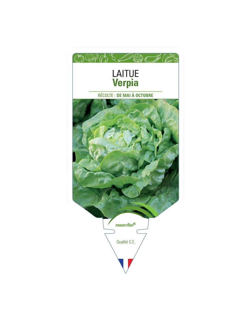 LAITUE (POMMÉE) VERPIA