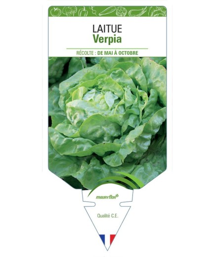 LAITUE (POMMÉE) VERPIA