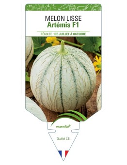 MELON LISSE ARTEMIS F1
