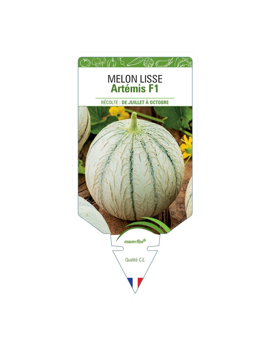 MELON LISSE ARTEMIS F1