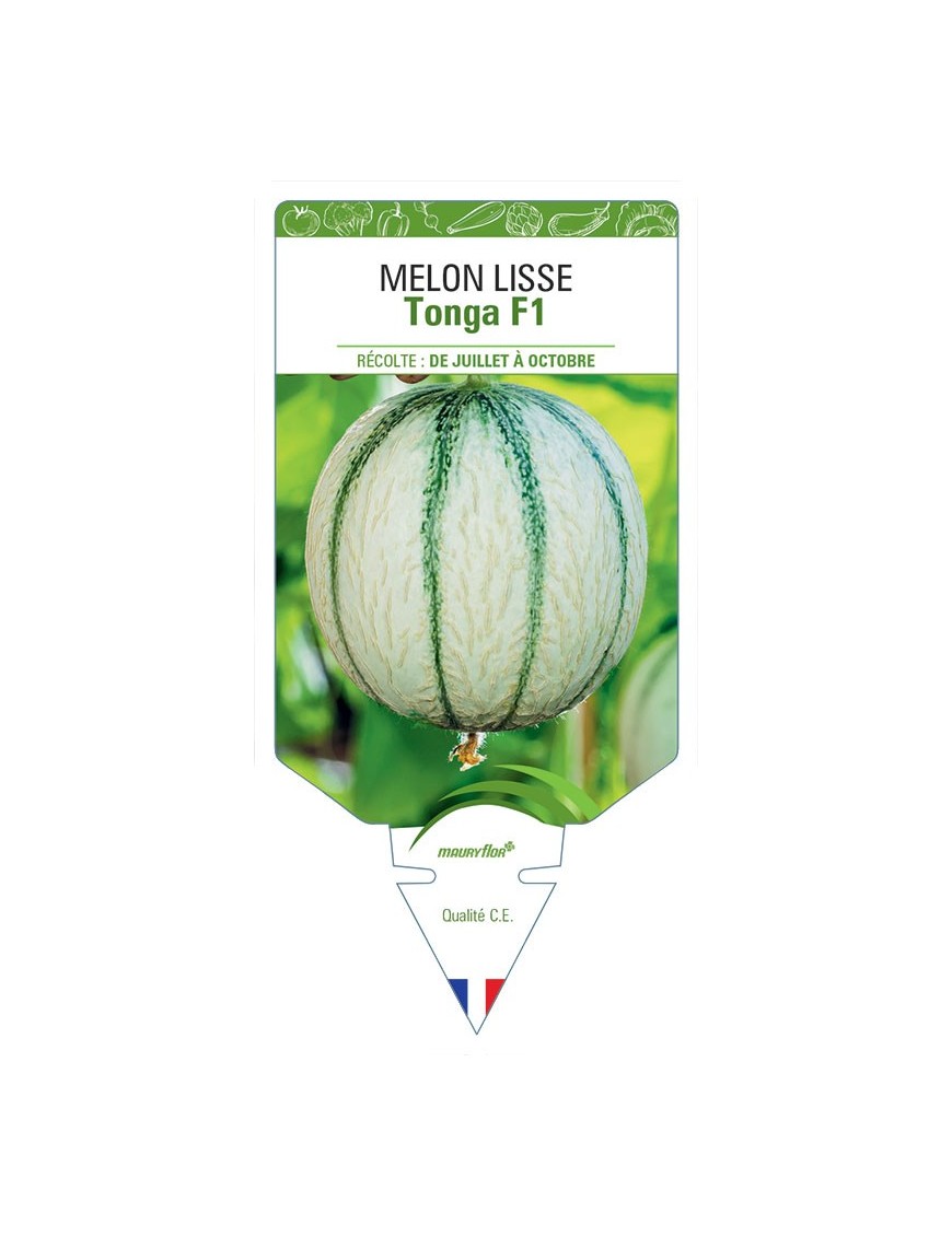 MELON LISSE TONGA F1
