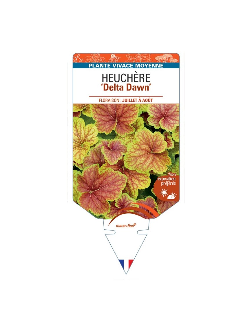 HEUCHERA Delta Dawn