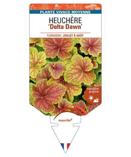 HEUCHERA Delta Dawn