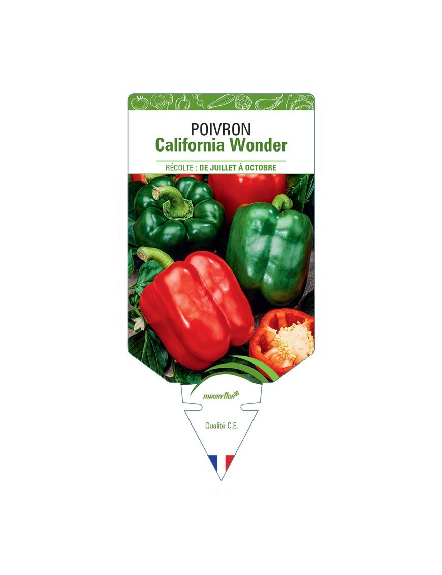POIVRON CALIFORNIA WONDER