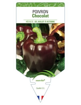 POIVRON CHOCOLAT