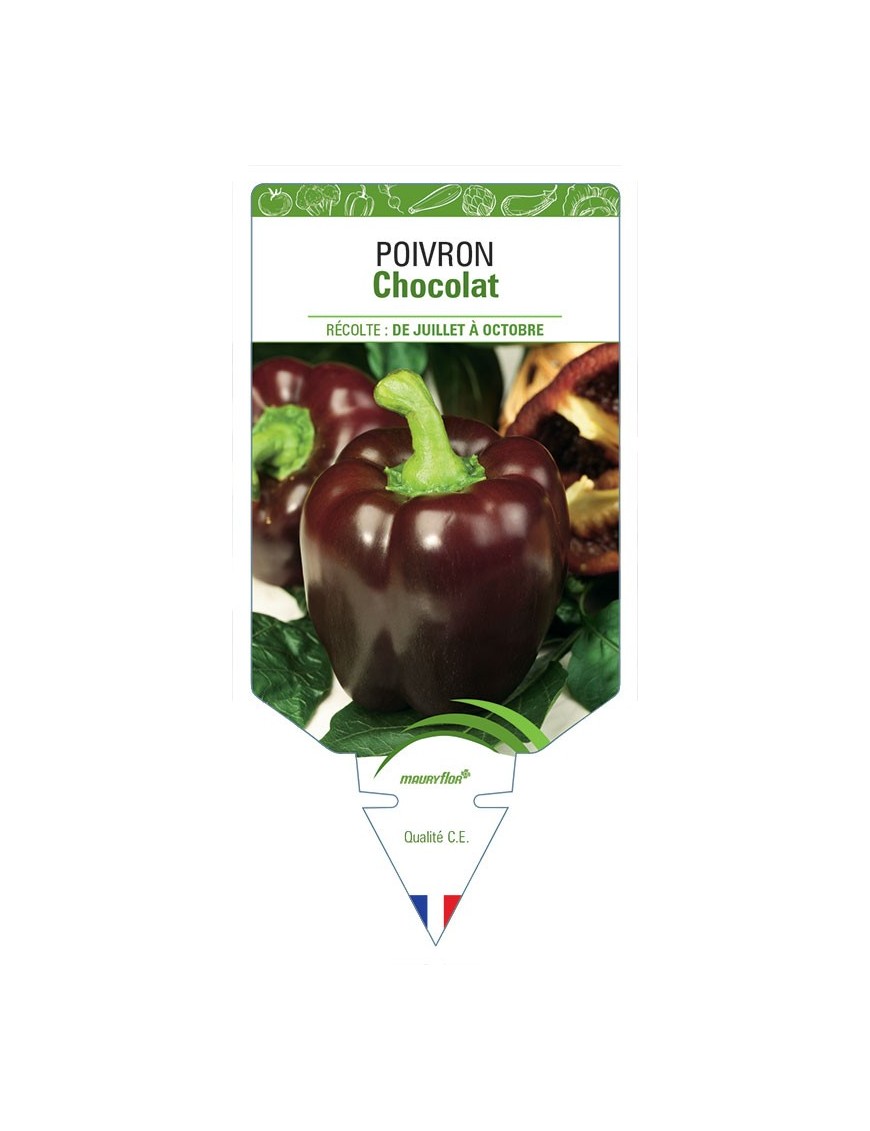 POIVRON CHOCOLAT