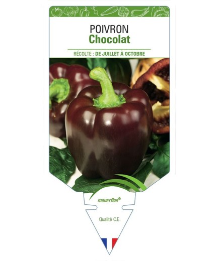 POIVRON CHOCOLAT