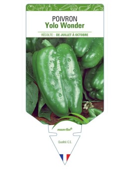 POIVRON YOLO WONDER