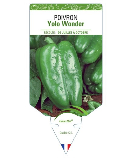 POIVRON YOLO WONDER