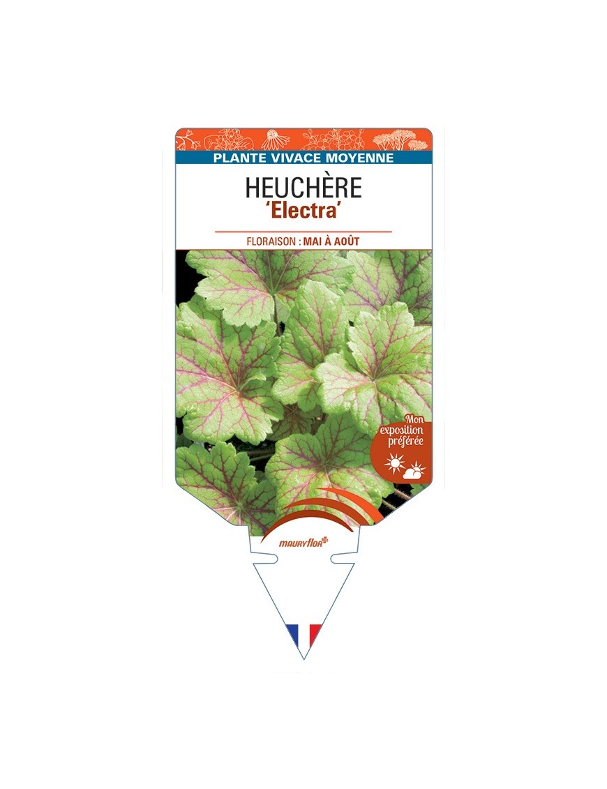 HEUCHERA Electra