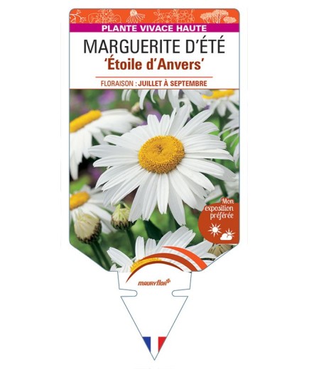 LEUCANTHEMUM 'Etoile d'Anvers' voir MARGUERITE D’ÉTÉ *