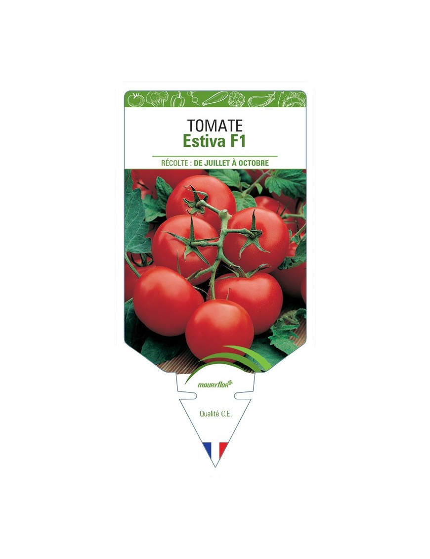 TOMATE ESTIVA F1